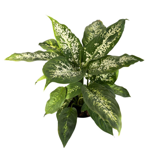 Dieffenbachia Compacta: La Planta De Interior Que Transformará Tu Hogar Maceta 12 Cm_0