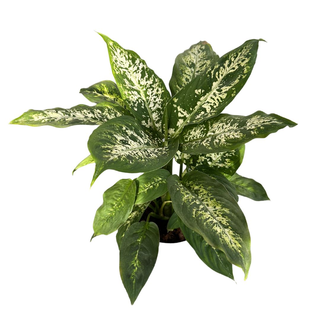 Dieffenbachia Compacta M17 Maceta 17cm_0