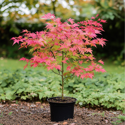 Arce Japonés - 2 Pzs - Acer Palmatum 'beni Maiko' - Altura 60-70cm - ⌀19cm_1