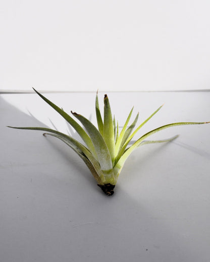 Tillandsia plagiotropica; planta del aire verde plateada; Curiosarium; altura 10-12 cm, diámetro 12-15 cm_2
