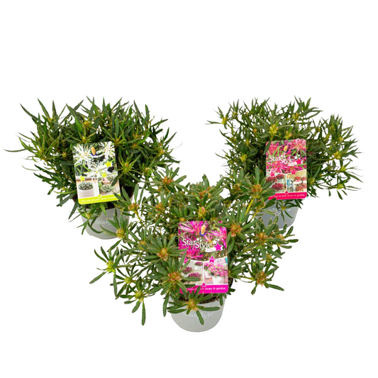 Azalea Estrellada - 3 Pzs - Rhododendron 'starstyle' - Altura 25-35cm - ⌀105cm_0