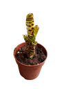 Bromélia Neoregelia Zotica Para Terrários E Ambientes Interiores