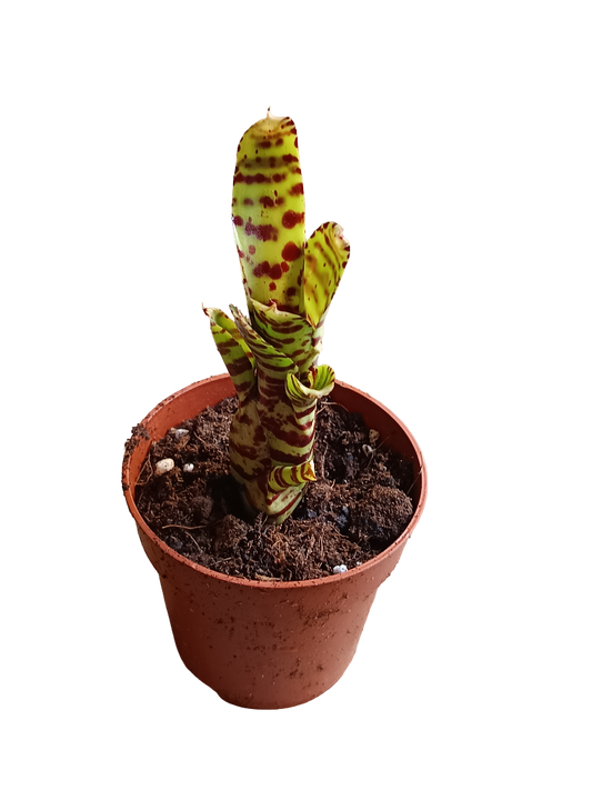 Neoregelia Zotica Planta Bromelia Para Terrarios E Inteior_0
