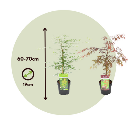 Arce Japonés - 2 Pzs - Acer 'garnet' Acer 'emerald Lace' - A60-70cm - ⌀19cm_2