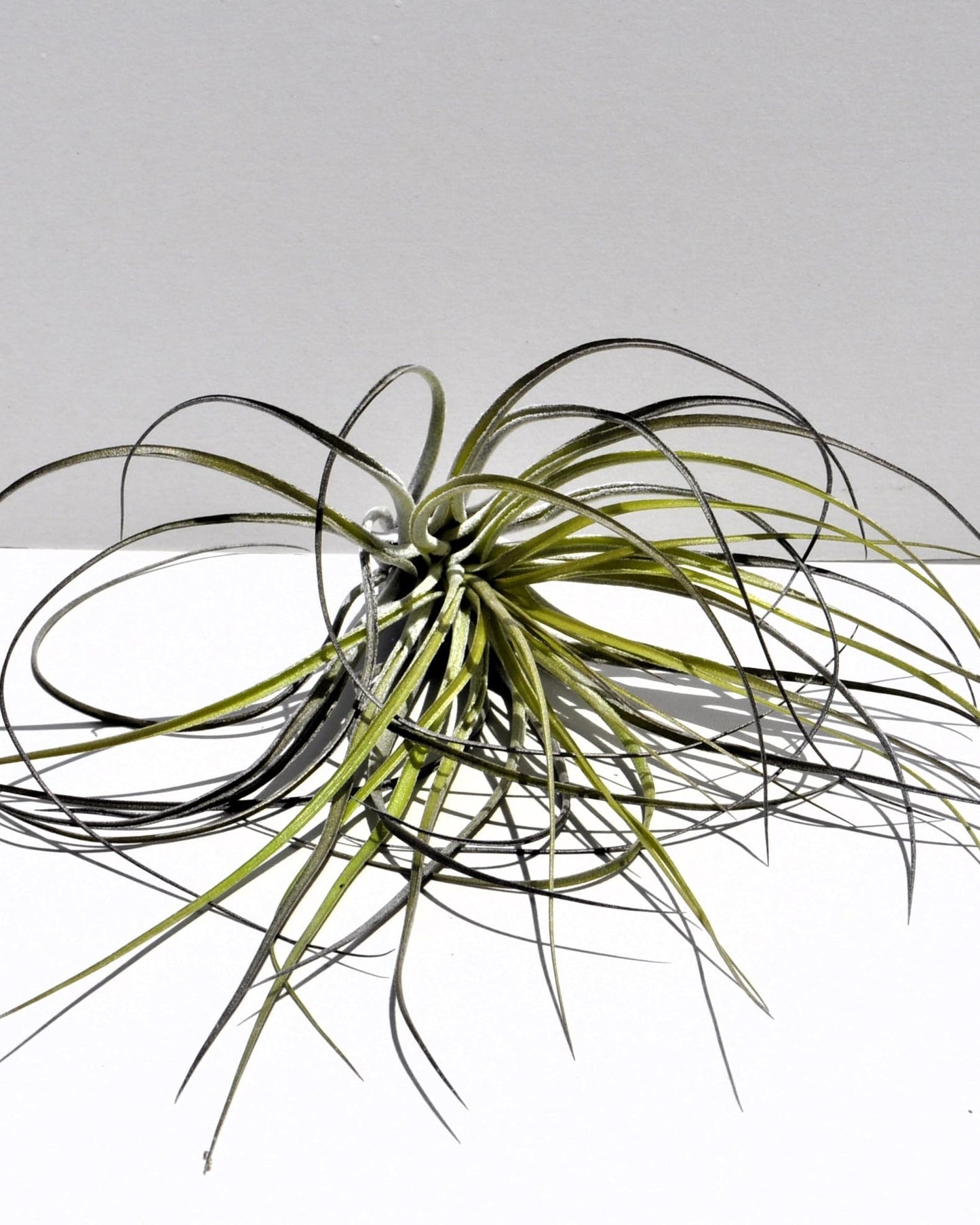 Tillandsia stricta; planta del aire, clavel del aire, verde grisácea; Curiosarium; altura 12 cm, diámetro 10 cm_3