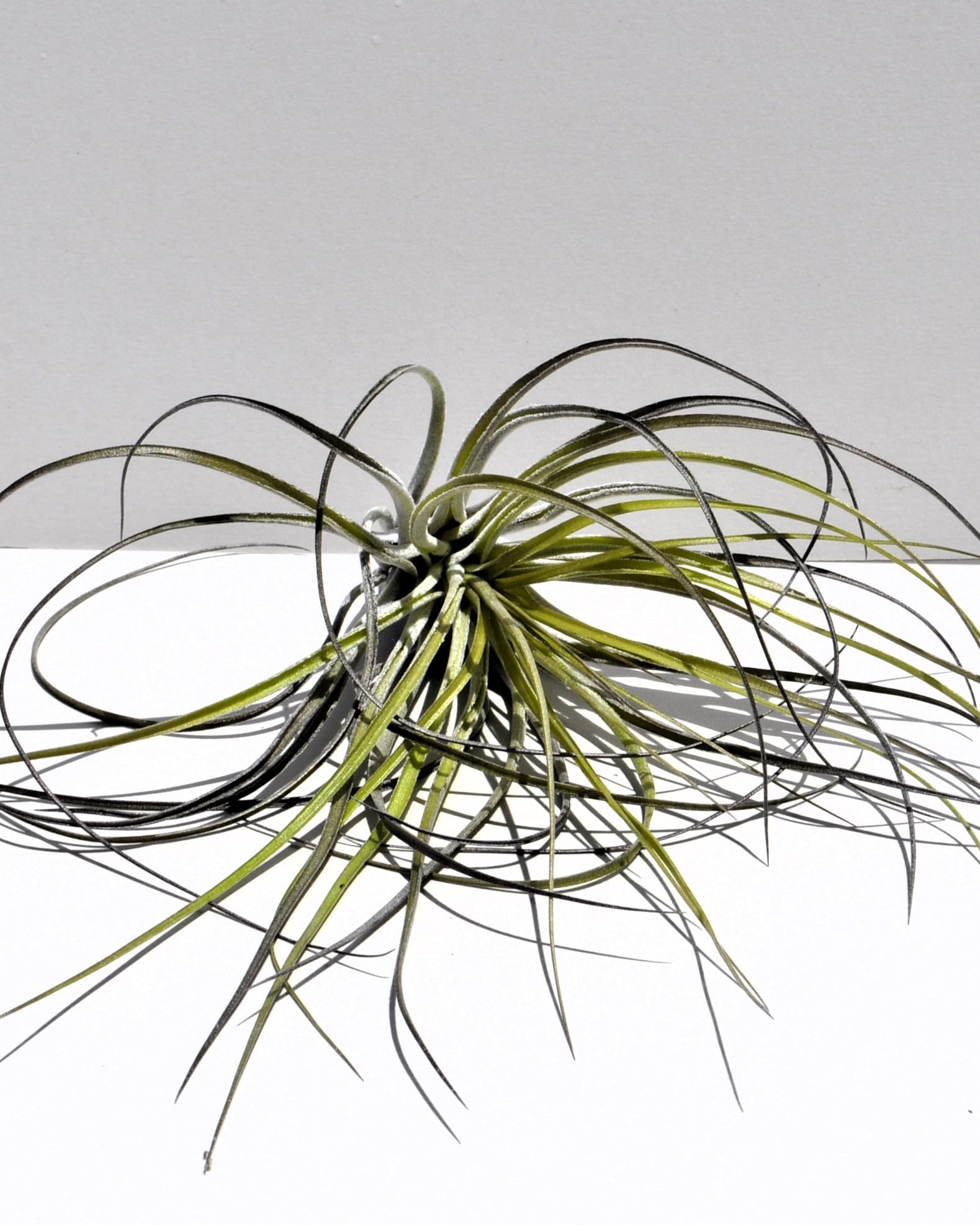 Tillandsia stricta; planta del aire, clavel del aire, verde grisácea; Curiosarium; altura 12 cm, diámetro 10 cm_3