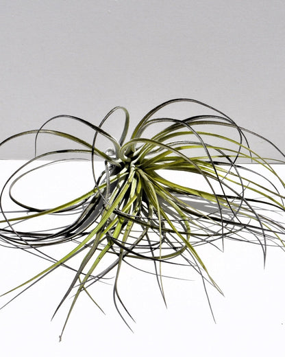 Tillandsia stricta; planta del aire, clavel del aire, verde grisácea; Curiosarium; altura 12 cm, diámetro 10 cm_3