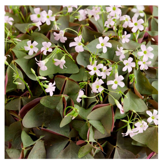 Lote 10 Bulbos Oxalis Sanne Planta Mariposa_0