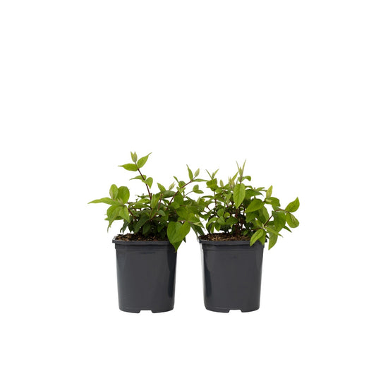 Flores De Fresa - 2 Pzs - Deutzia 'strawberry Fields' - Altura 25-40cm - ⌀17cm_0