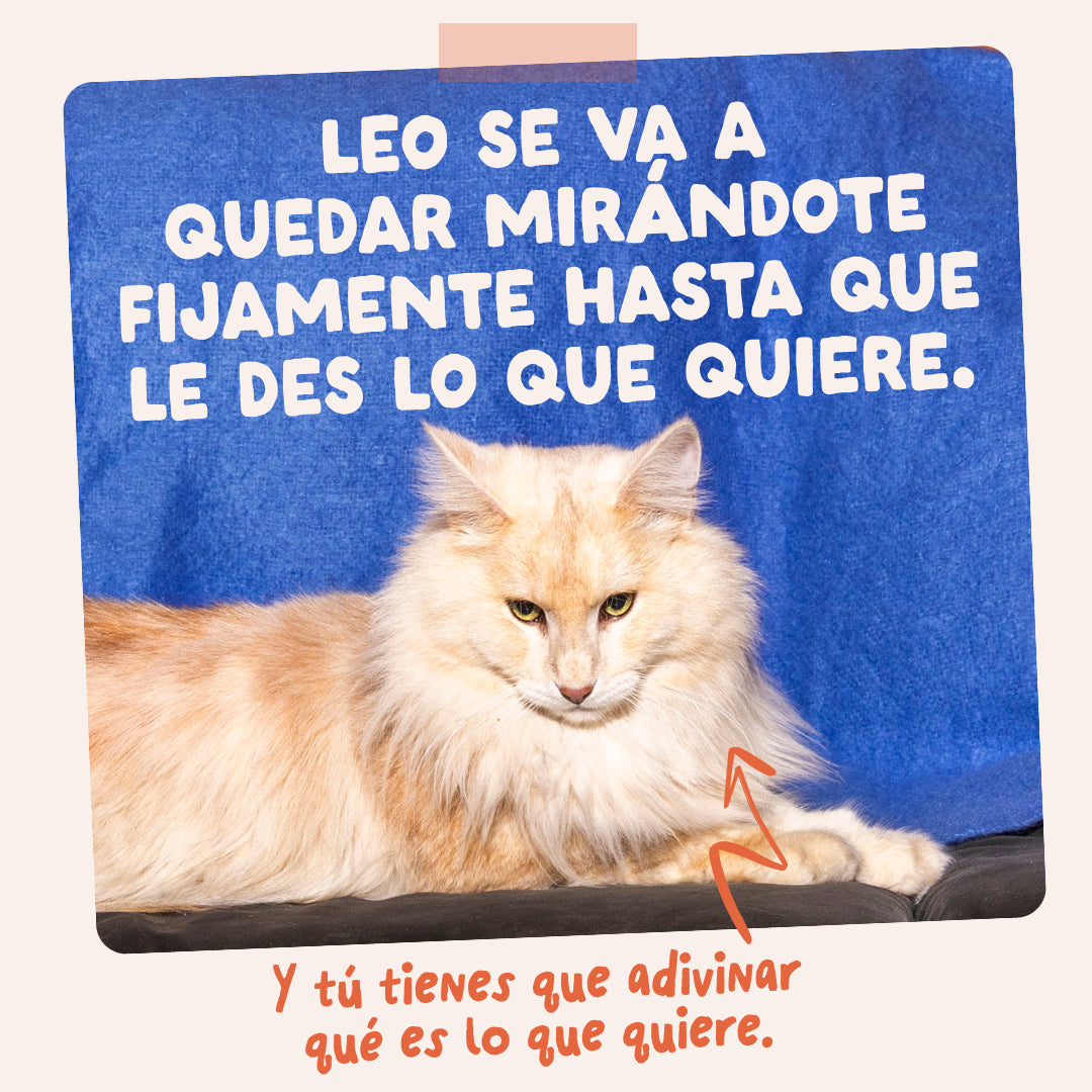 Sobres de comida húmeda para gatos Festines de la Granja Selección en Salsa | Edgard & Cooper 85 g