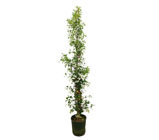 Trachelospermum Jasminoides M30 170-200cm_0