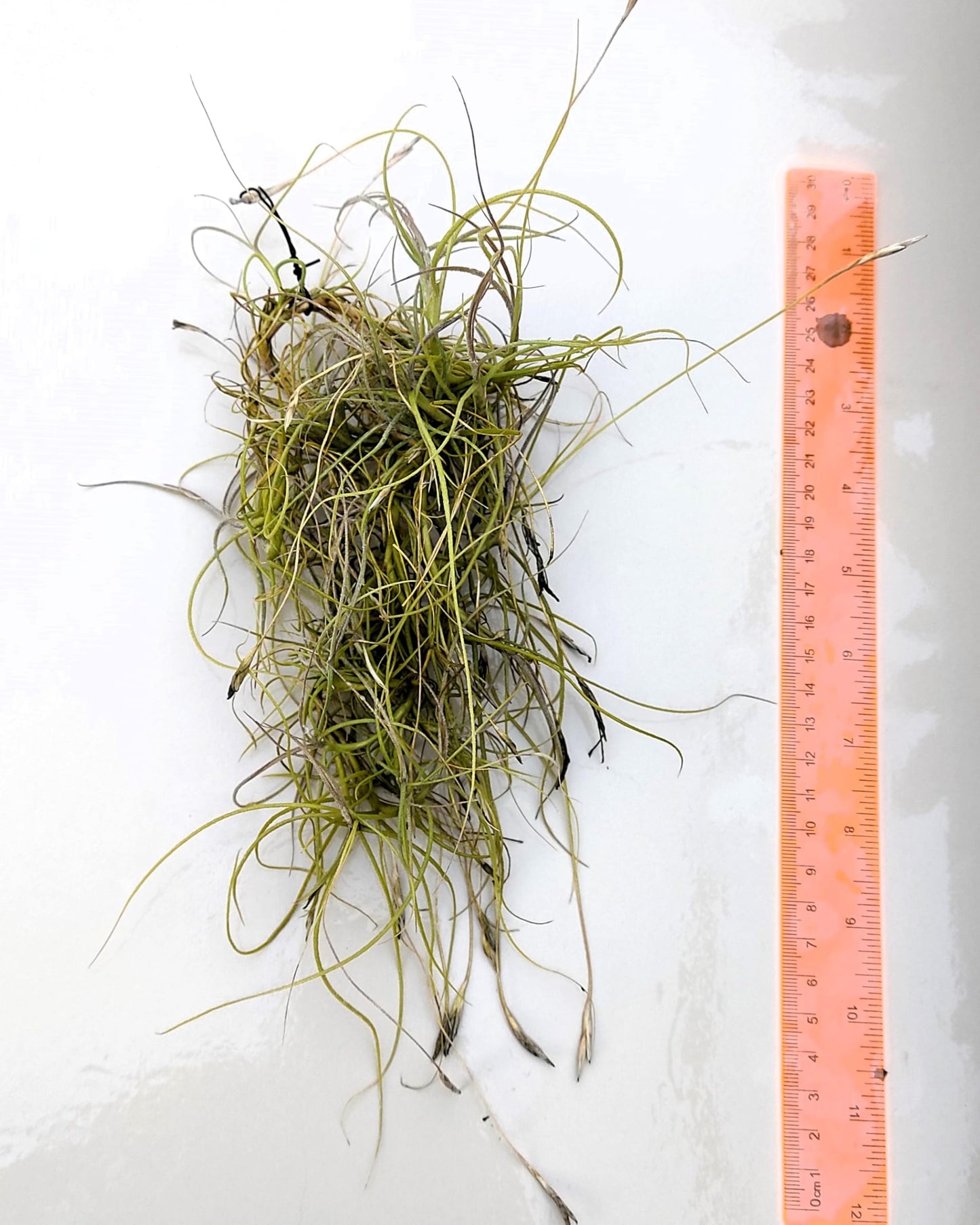 Tillandsia mallemontii; planta del aire enmarañada, flores fragantes; Curiosarium; altura 15-35 cm, diámetro 10-15 cm_1