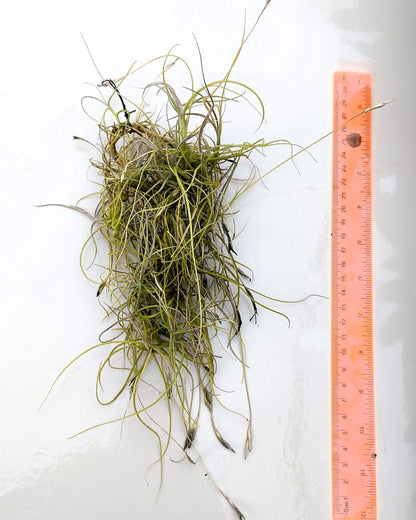Tillandsia mallemontii; planta del aire enmarañada, flores fragantes; Curiosarium; altura 15-35 cm, diámetro 10-15 cm_1
