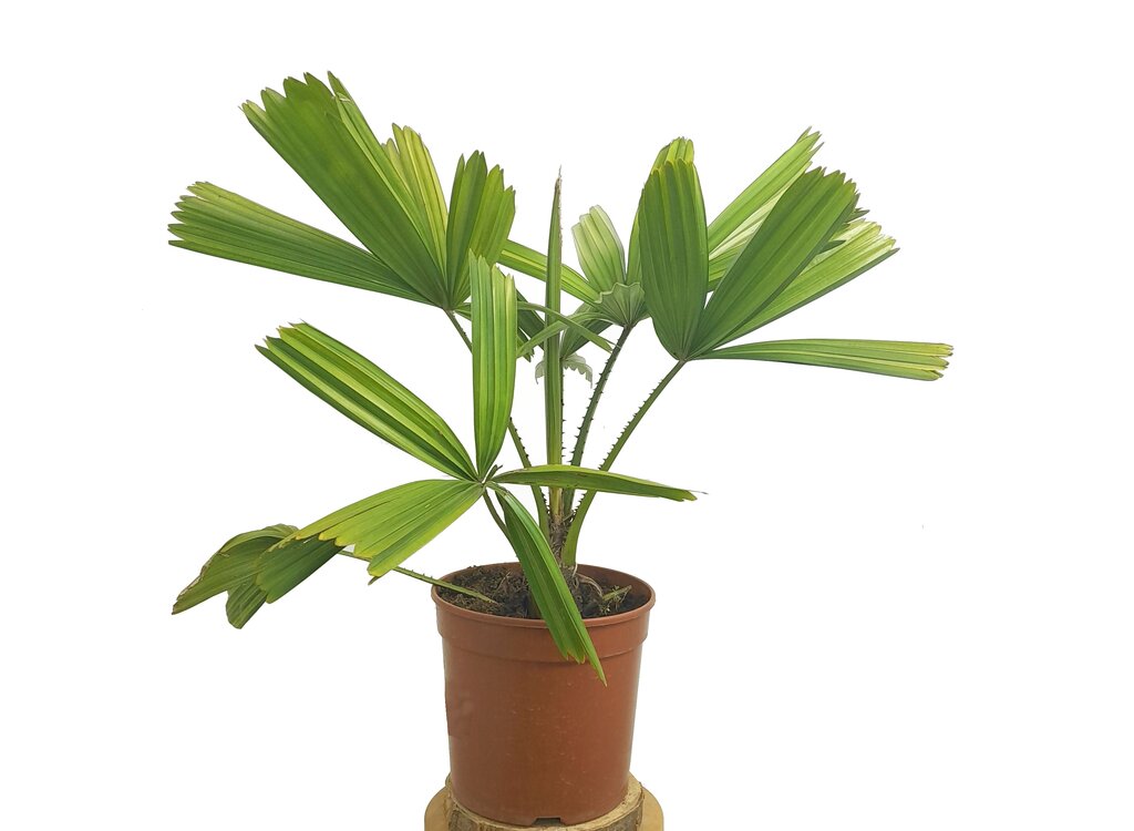 Licuala Spinosa M20 50cm_0
