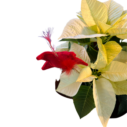 Poinsettia Blanca M17: Elegancia Y Pureza Para Tu Navidad_1