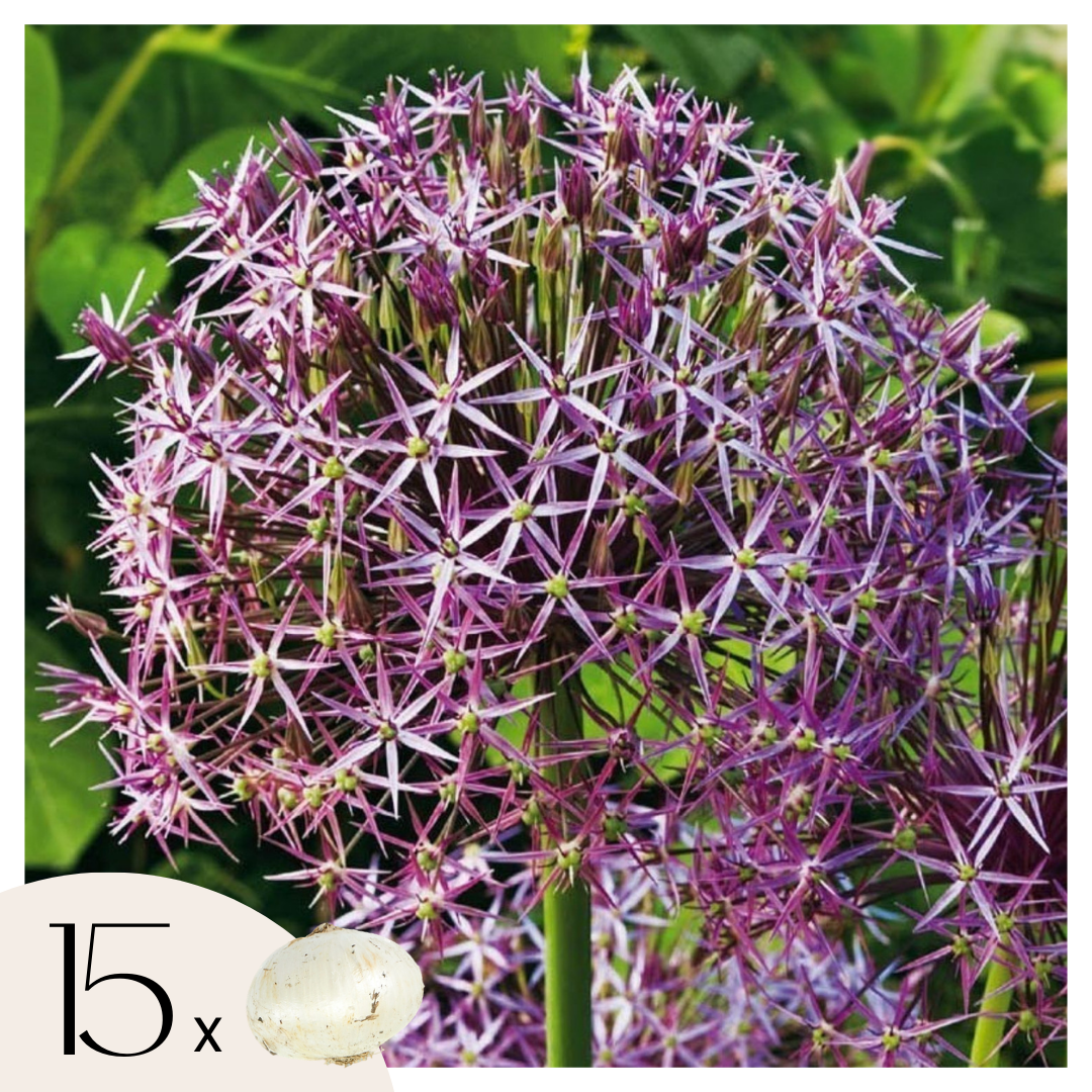 Estrelle De Persia - 15 Pzs - Allium 'christophii' - Bulbos De Flores - Púrpura_0