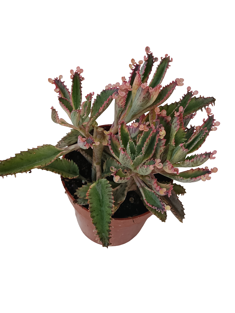 Kalanchoe Pink Batterfly Planta Suculenta Ø8_0