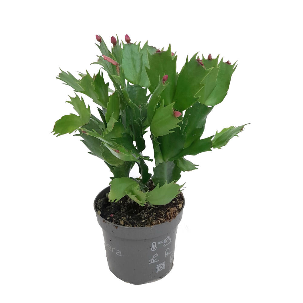 Schlumbergia M19 35cm (cactus De Navidad)_0