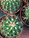 Suculentas E Cactus Variedad #3 Planta Sin Id
