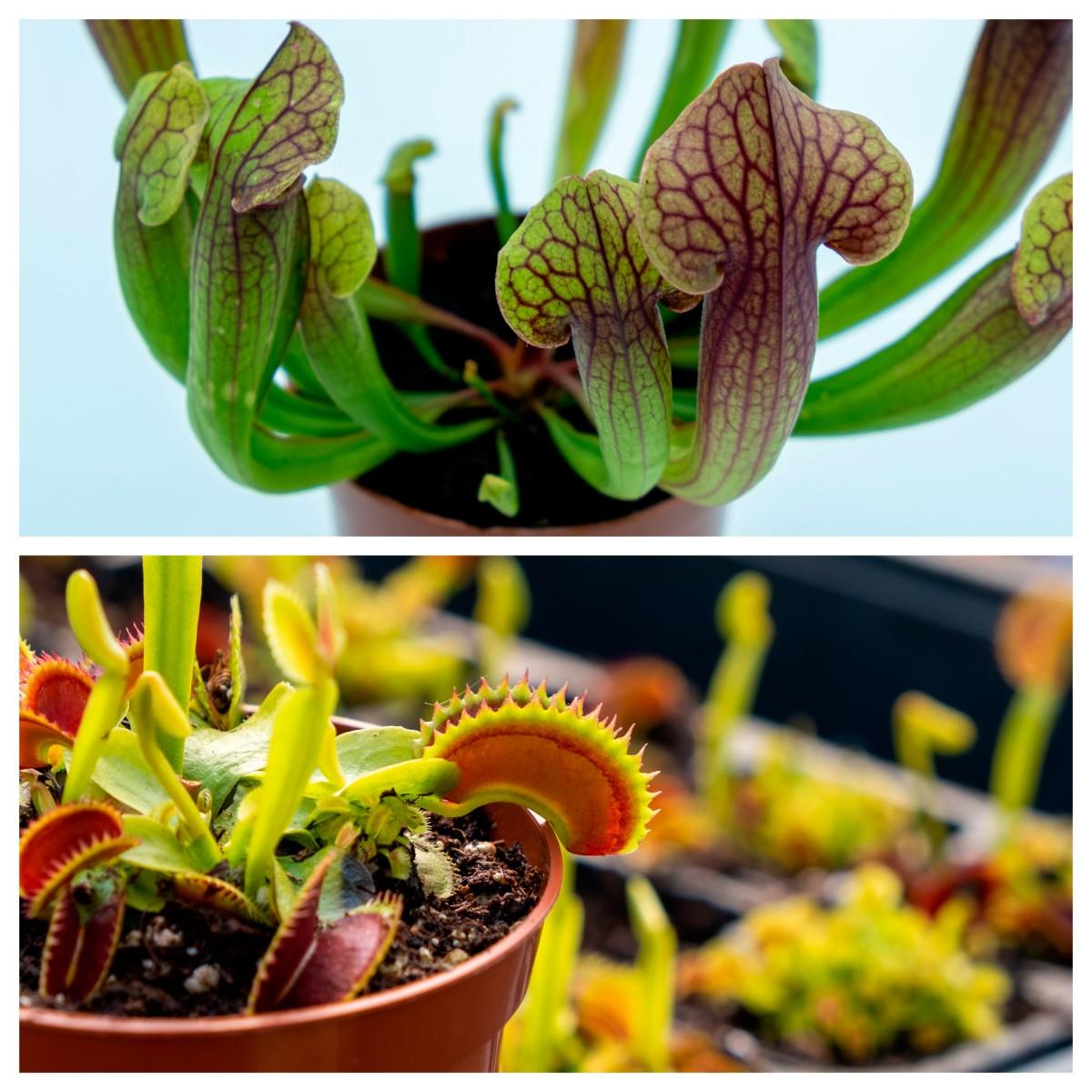 Dionaea e Sarracenia Pack plantas carnívoras