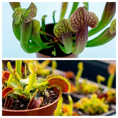 Dionaea e Sarracenia Pack plantas carnívoras