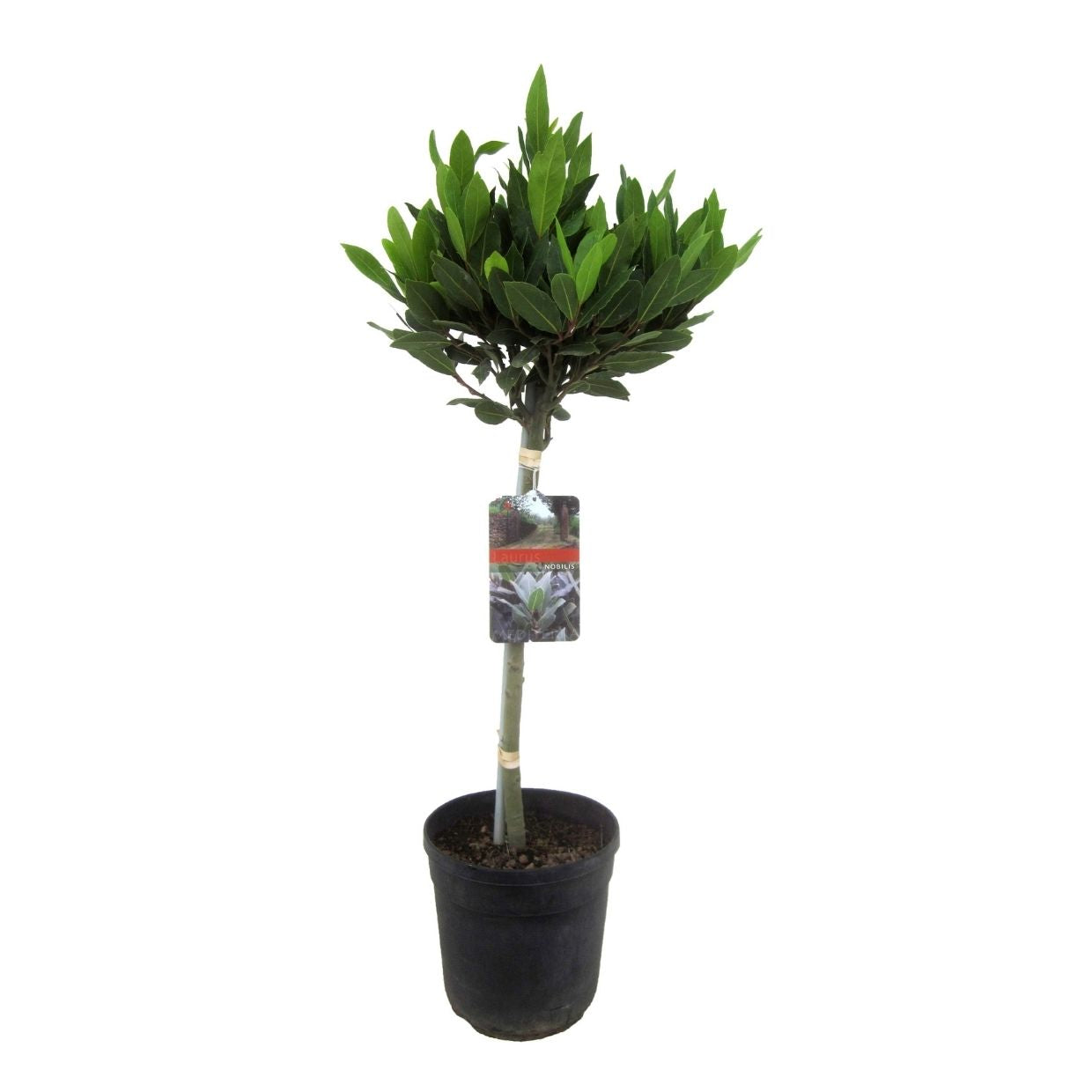 Laurel - Laurus Nobilis - Altura 90-100cm - ⌀21cm_0