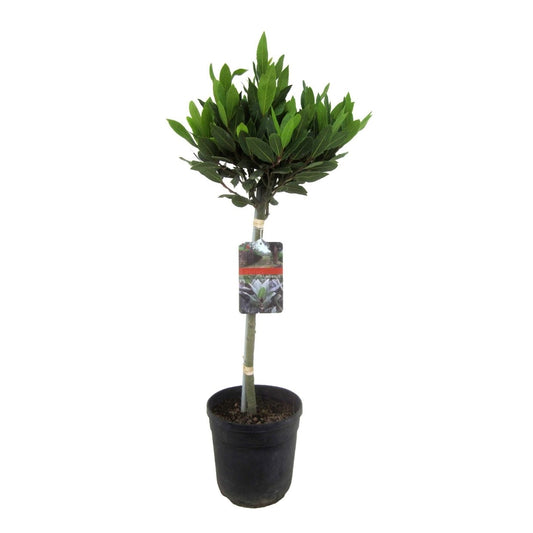 Laurel - Laurus Nobilis - Altura 90-100cm - ⌀21cm_0