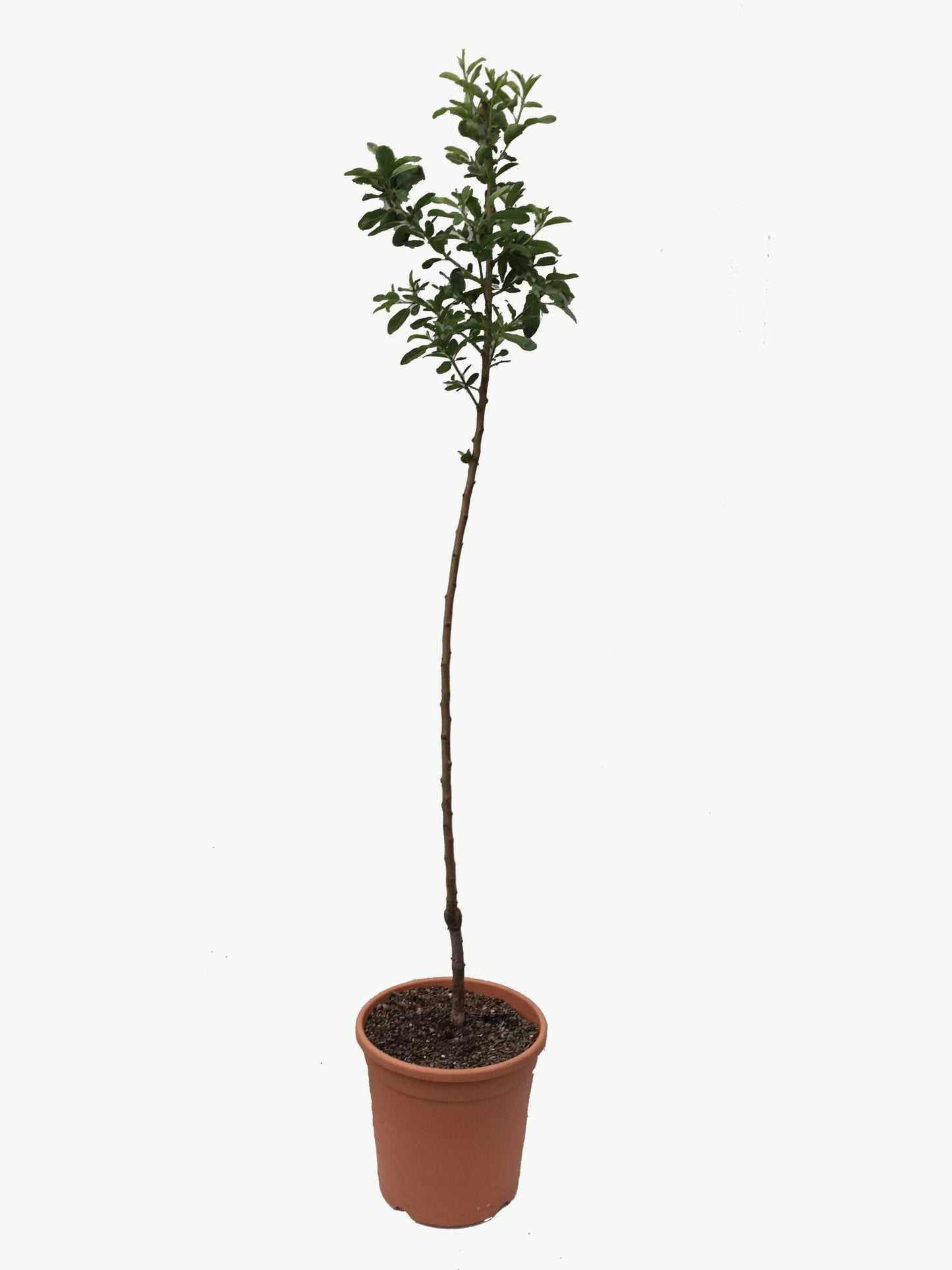 Frutal Almendro - Planta Natural - Maceta 26cm - Altura Aprox. 120/150_0