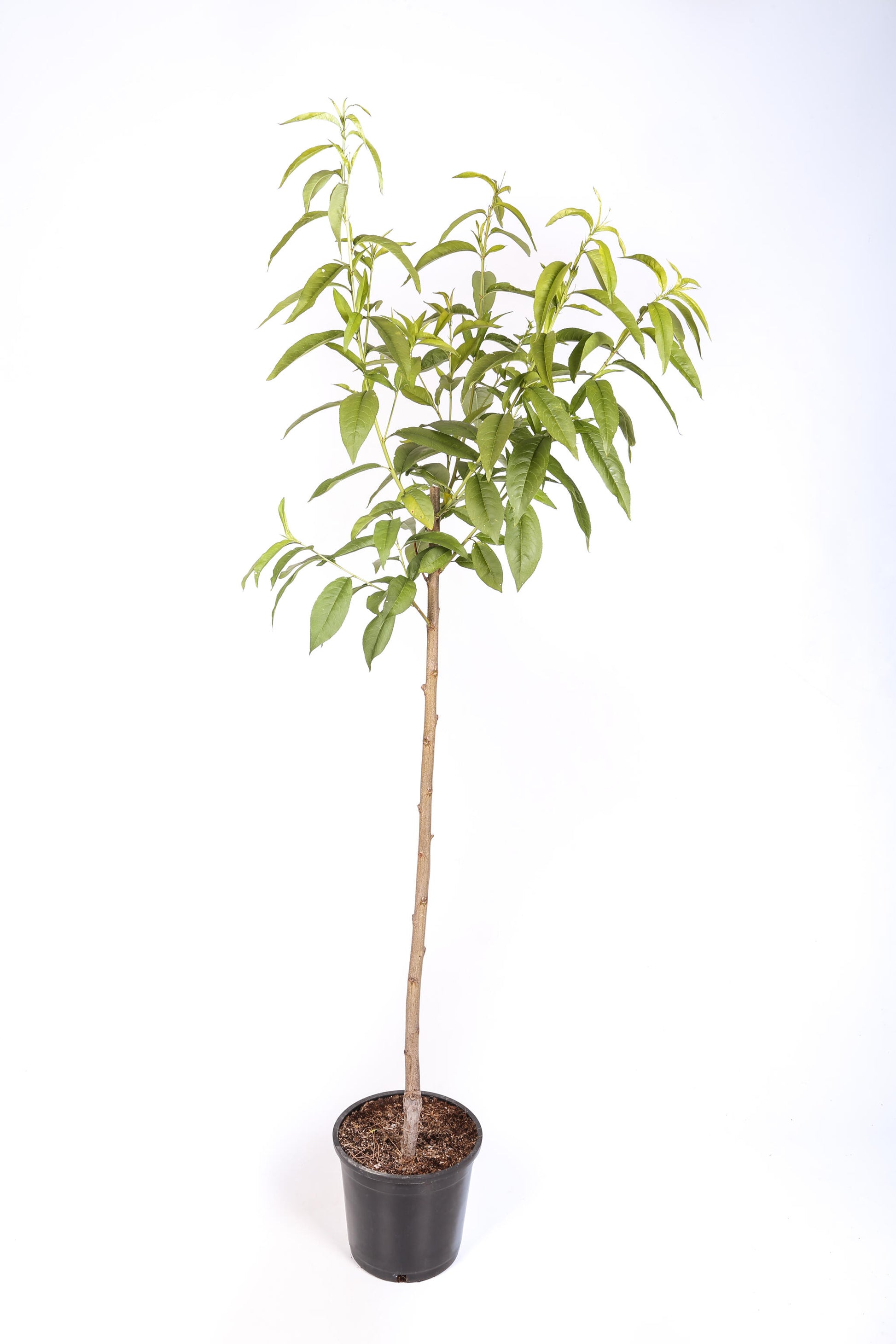 Frutal Melocotonero Baby Gold - Planta Natural - Maceta 26cm. - Altura Aprox. 120/150_1