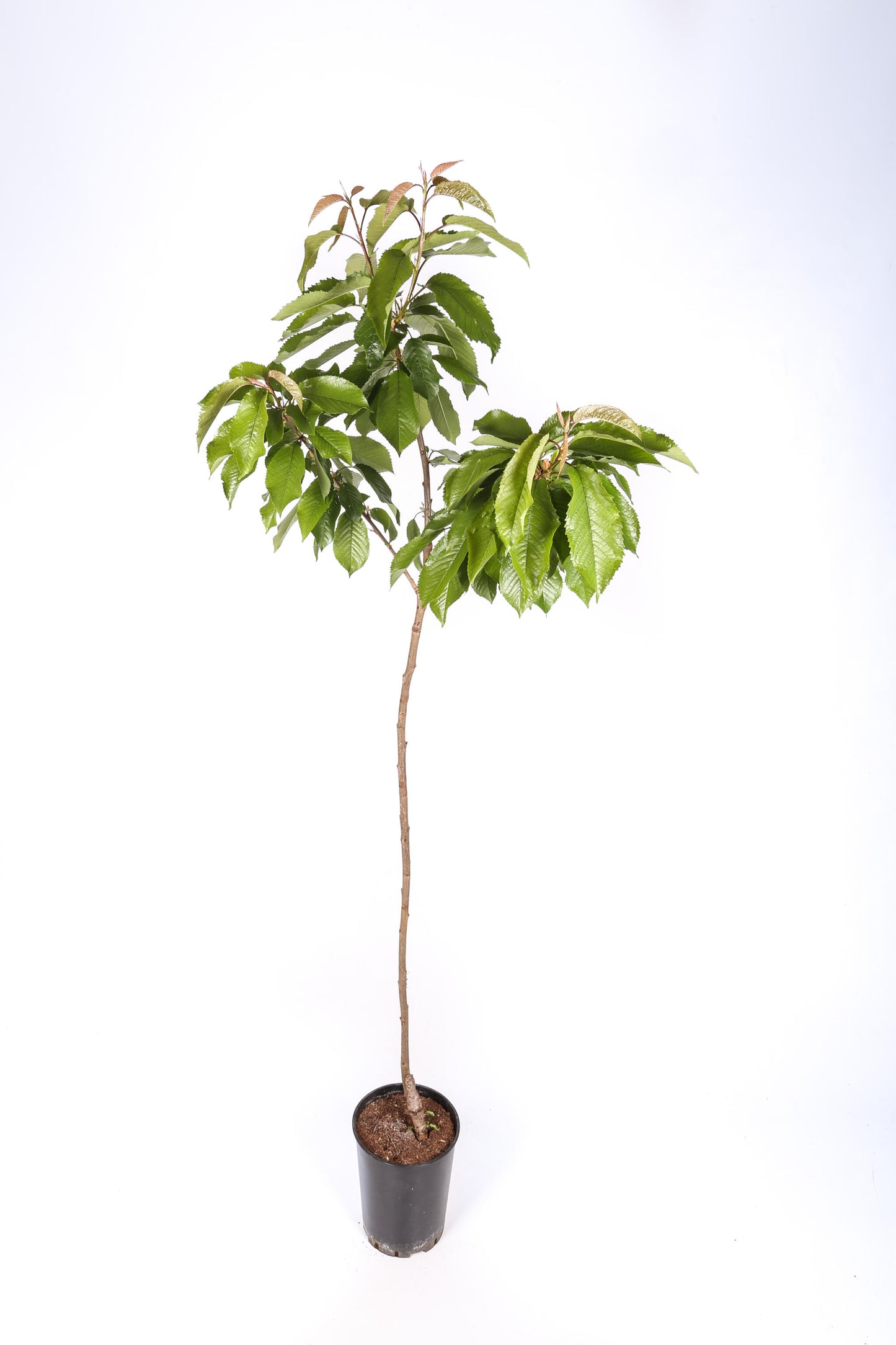 Frutal Cerezo Autofértil - Planta Natural - Maceta 26cm. - Altura Aprox. 120/150_1