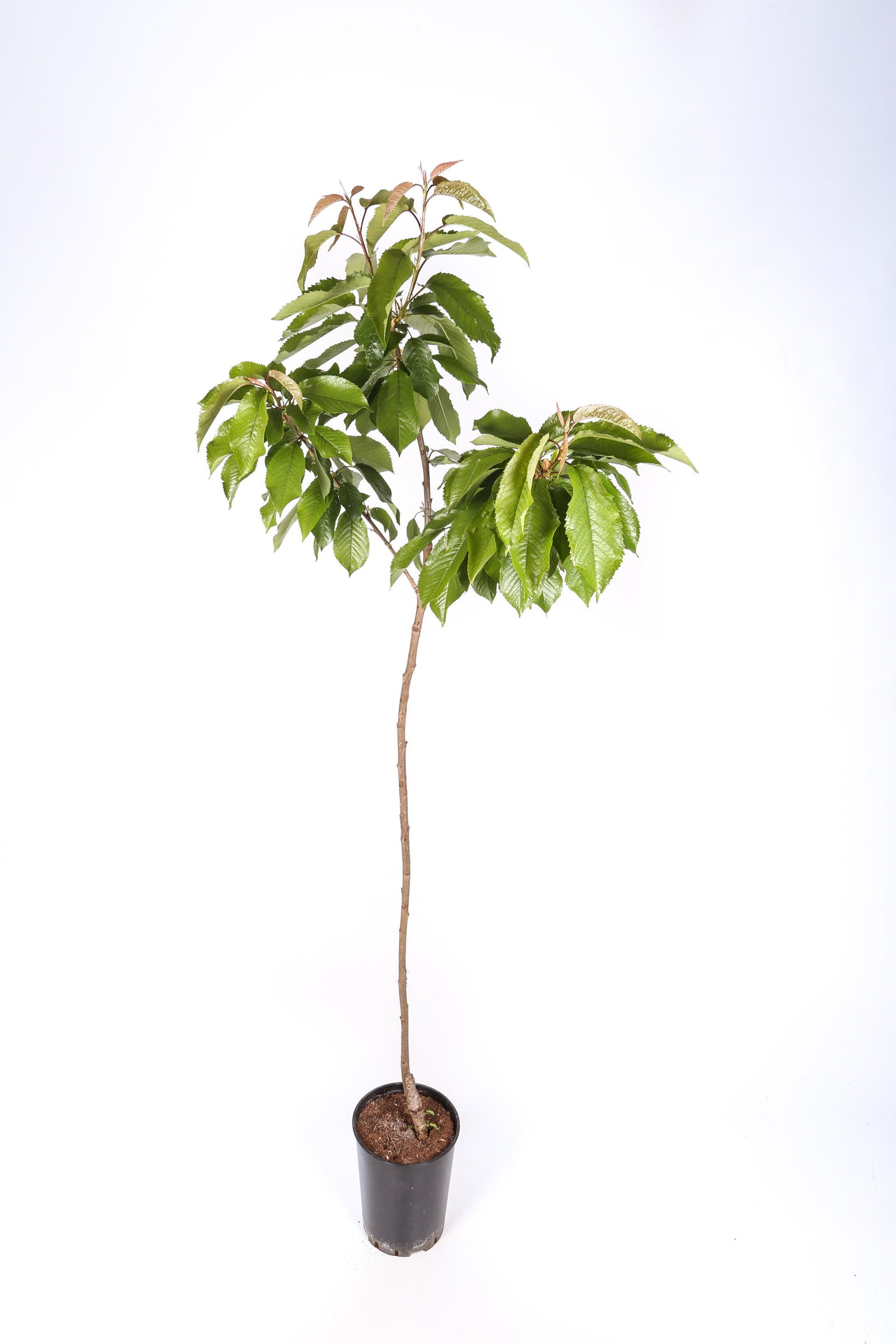 Frutal Cerezo Autofértil - Planta Natural - Maceta 26cm. - Altura Aprox. 120/150_1
