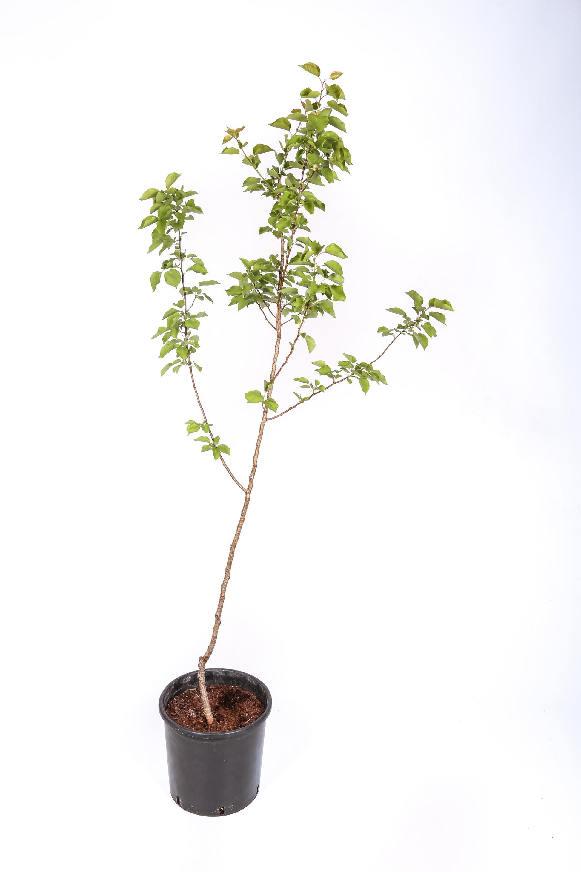 Frutal Ciruelo Golden Japan - Planta Natural - Maceta 26cm. - Altura Aprox. 120/150_2
