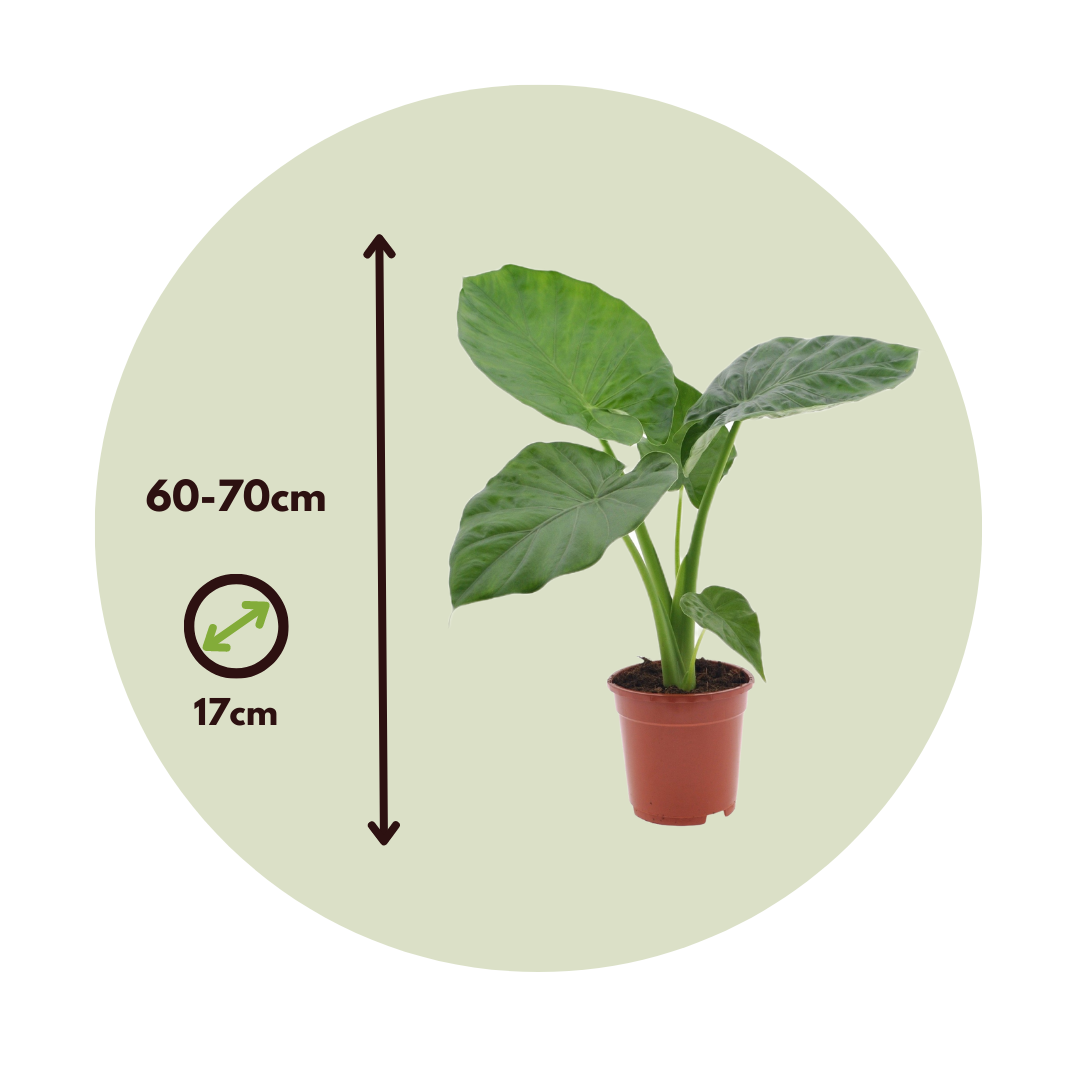 Taro Gigante - 4 Pzs - Alocasia 'macrorrhizos' - Altura 60-70cm - ⌀17cm_2