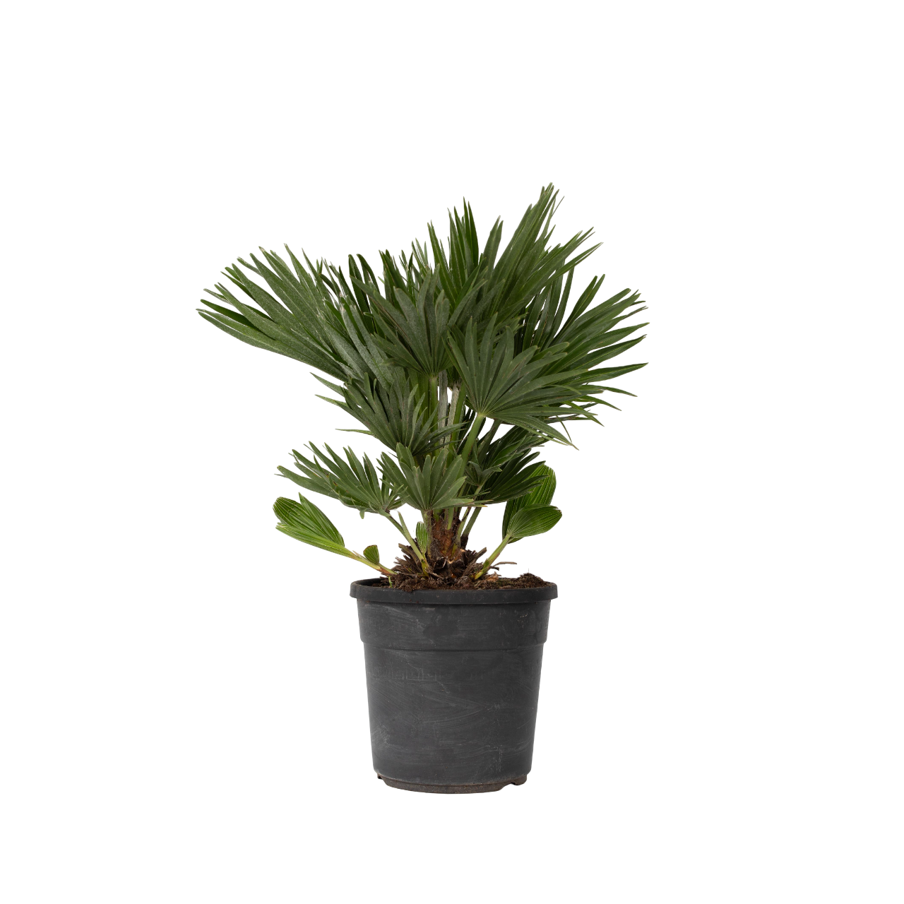 Palmito - Margallo - Chamaerops 'vulcano' - Altura 45-55cm - ⌀24cm_0