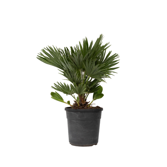 Palmito - Margallo - Chamaerops 'vulcano' - Altura 45-55cm - ⌀24cm_0