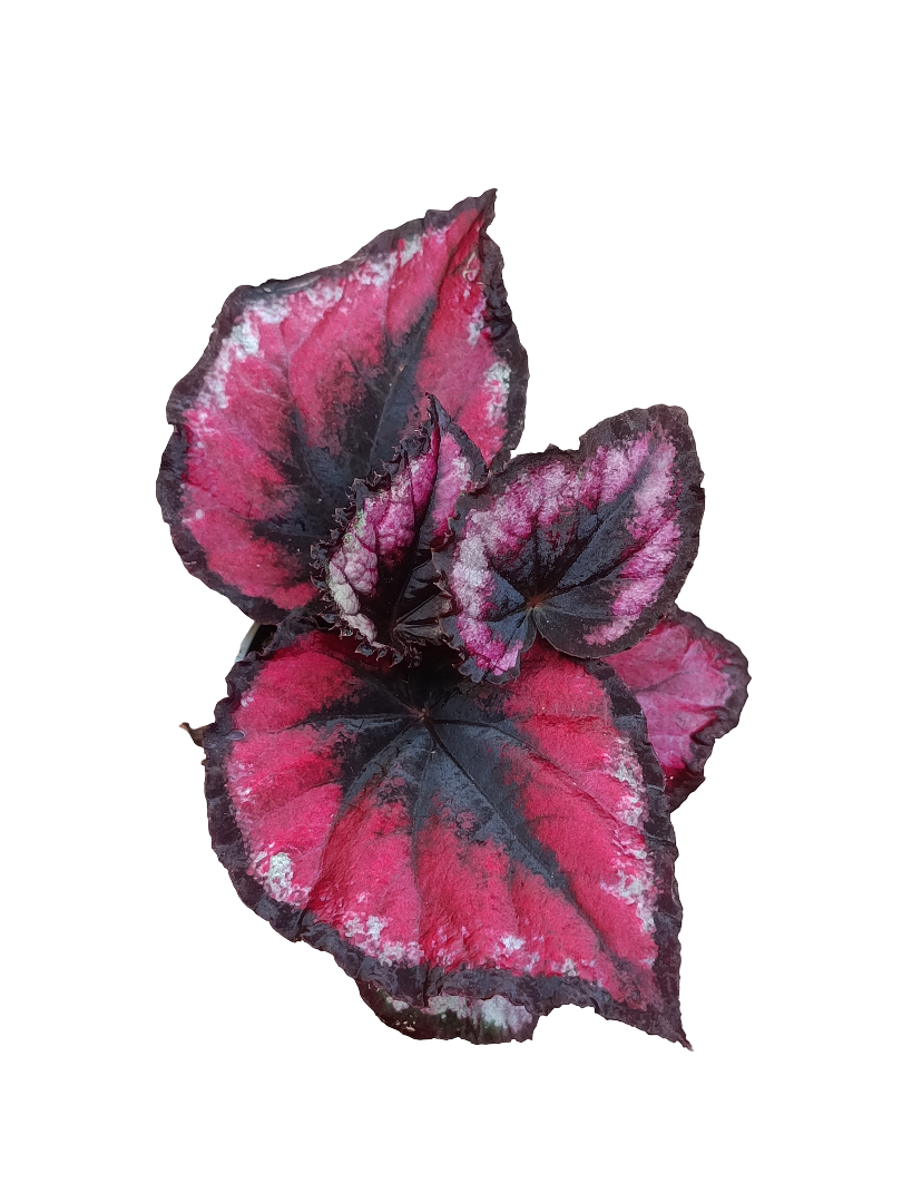 Begonia Roja Planta De Interior Ø6 Hojas Rojo Y Negro_0