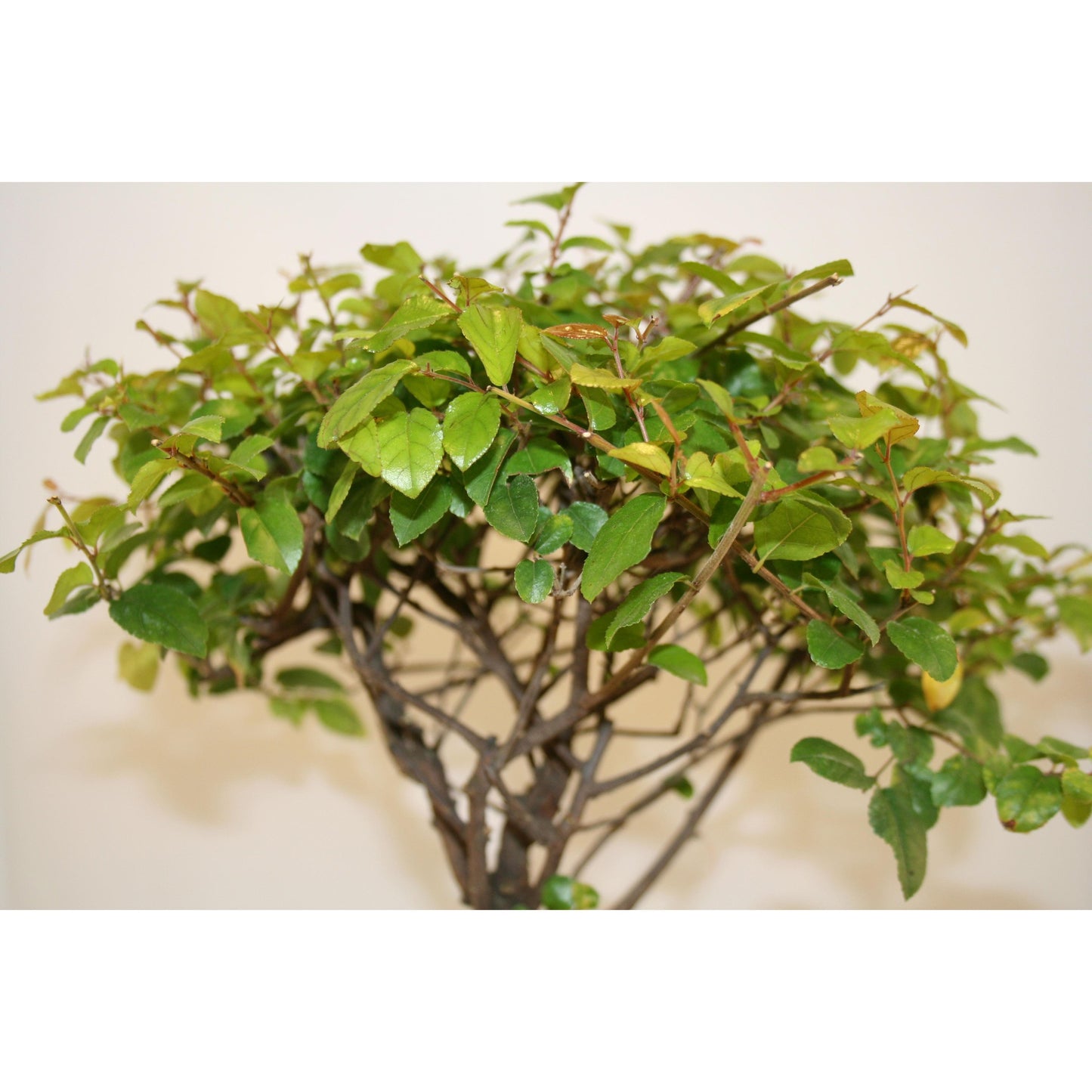 Bonsai Sageretia theezans 5 anos - Ameixa Chinesa