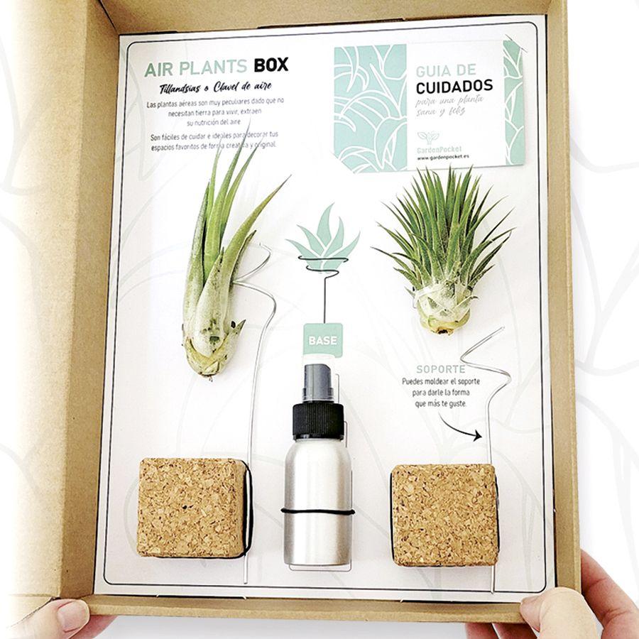 Tillandsias Box