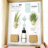 Tillandsias Box