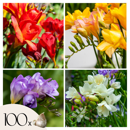 Fresia - 100 Pzs - Freesia Mix - Bulbos De Flores_0