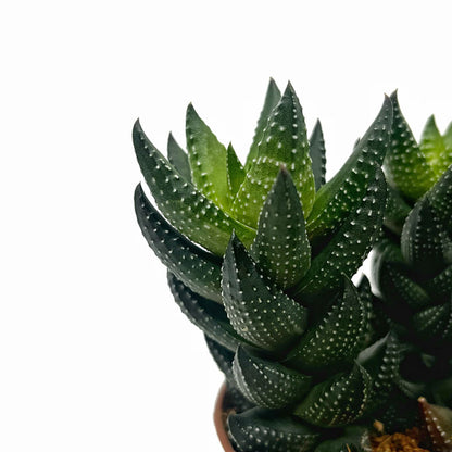 Haworthia Reinwardtii Cactus Y Suculentas M8,5 cm Ø_2