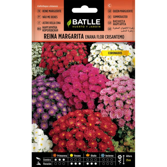 Sementes de flores de batalha de crisântemo margarida rainha anã