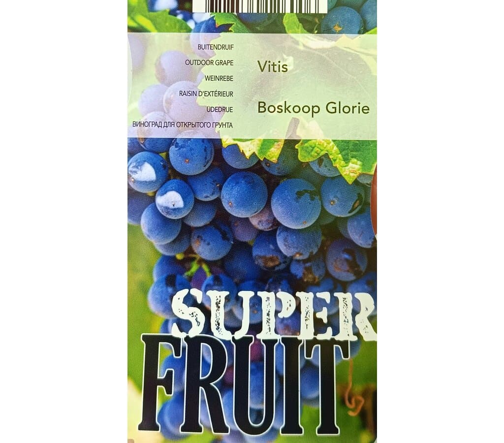Vitis Boskoop Glorie M12_0