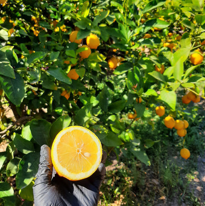 Limón Ecológico 10kg_2