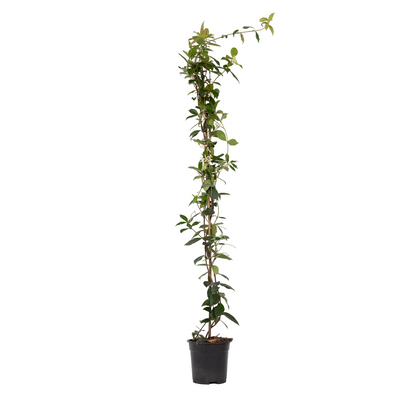 Jazmín Estrellado - Trachelospermum Jasminoides - Altura 110-120cm - ⌀17cm_0
