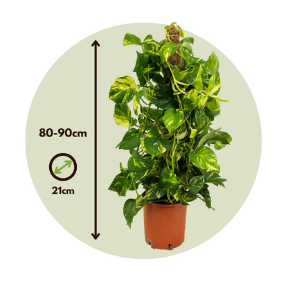 Potho Neón - 2 Pzs - Epipremnum Scindapsus 'aureum' - Altura 80-90cm - ⌀21cm_2