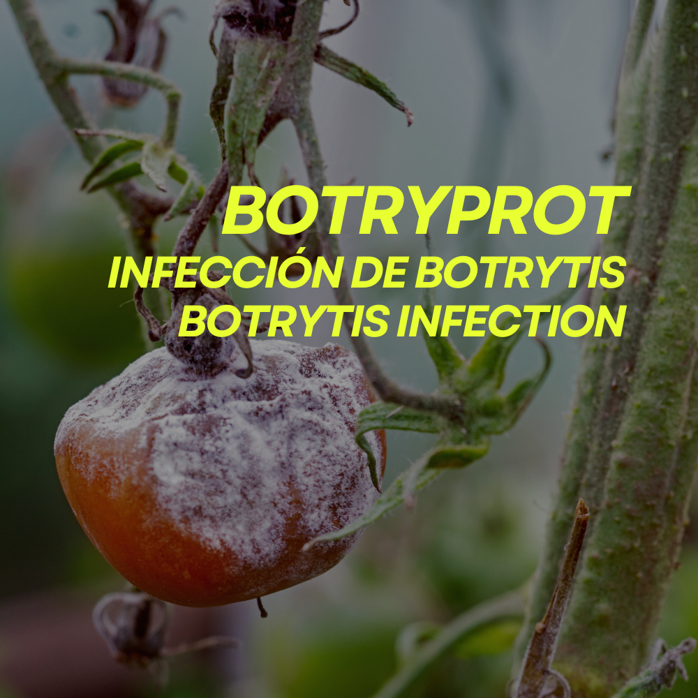 Tratamiento ecológico contra botrytis en plantas Botryprot Prot-Eco (100 ml)+pipeta dosificadora 5ml gratis_1