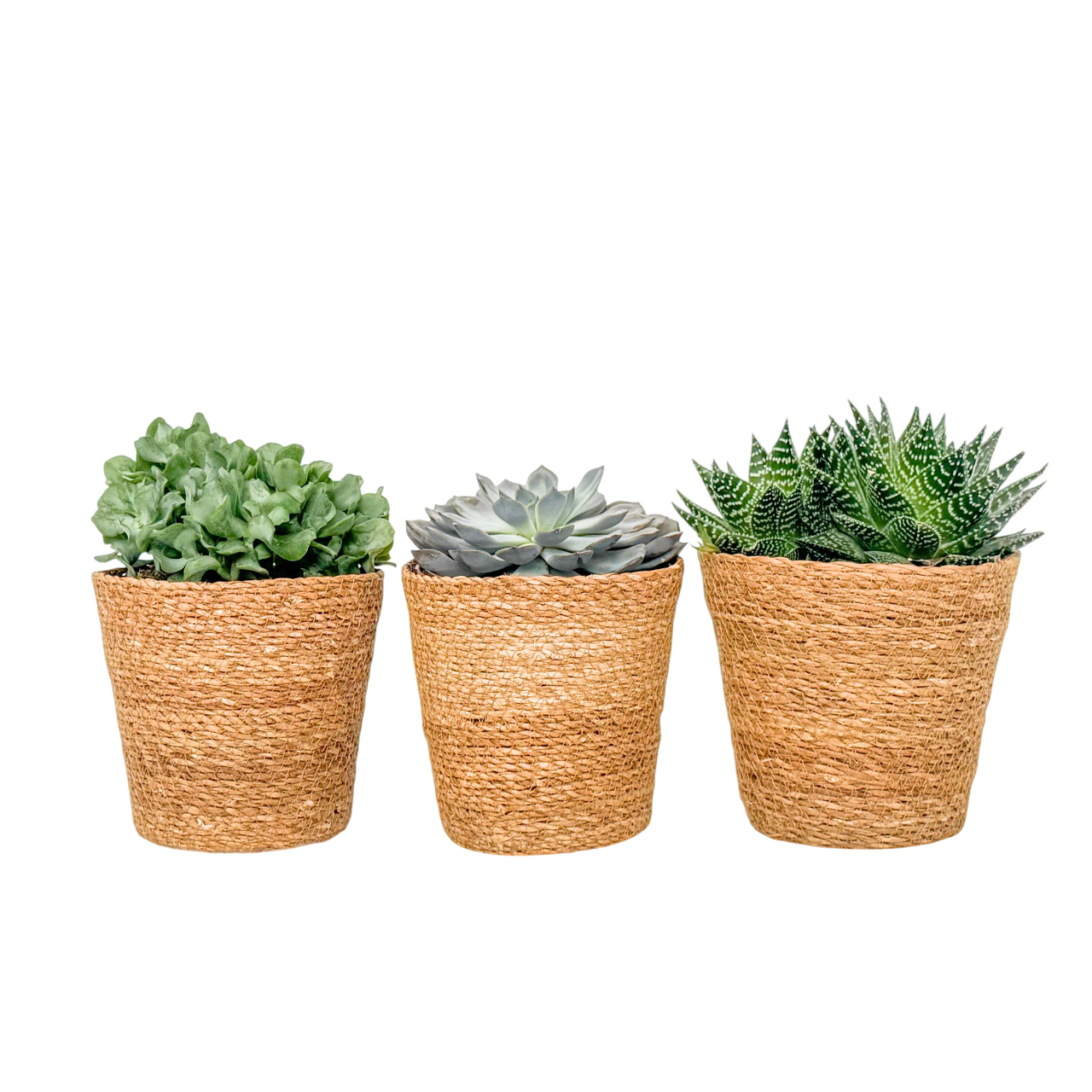 Suculentas - Mix De 3 - Incluye Cesta - Altura 30-35cm - ⌀17cm_0