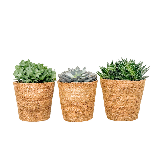 Suculentas - Mix De 3 - Incluye Cesta - Altura 30-35cm - ⌀17cm_0