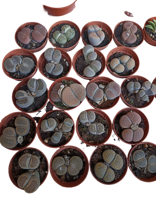 Lithops Cactus Piedra 1 Maceta Ø5 Cm Surtida_0